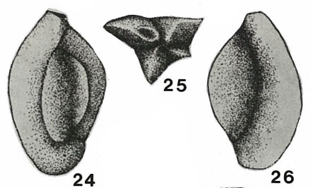 Quinqueloculina danubiana Neagu, 1968 Quinqueloculina danubiana Neagu, 1968