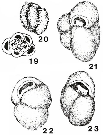 Scythiloculina confusa Neagu, 1984 Scythiloculina confusa Neagu, 1984