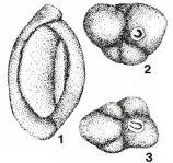 Axiopolina granumfestucae Neagu, 1984, author: Le Coze, François