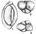 Axiopolina granumfestucae Neagu, 1984