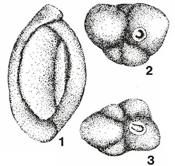 Axiopolina granumfestucae Neagu, 1984 Axiopolina granumfestucae Neagu, 1984