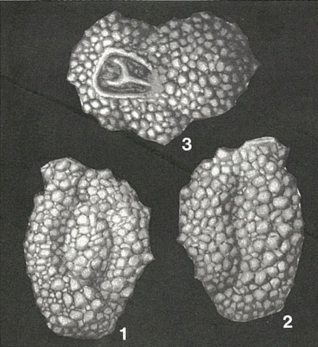 Agglutinella soriformis El-Nakhal, 1983 Agglutinella soriformis El-Nakhal, 1983