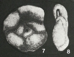Flintinella volhynica Didkovskiy, 1960