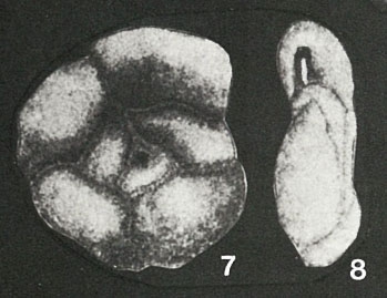 Flintinella volhynica Didkovskiy, 1960 Flintinella volhynica Didkovskiy, 1960