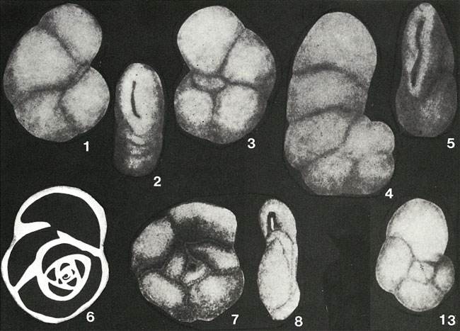 Danubiella cernavodensis Neagu, 1968 Danubiella cernavodensis Neagu, 1968