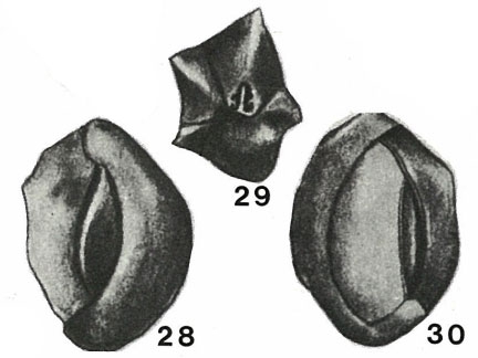 Podolia lyra (Serova, 1955) Podolia lyra (Serova, 1955)