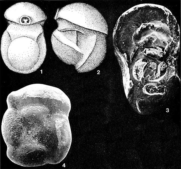 Planomiliola planispira de Klasz, Le Calvez & Rérat, 1963 Planomiliola planispira de Klasz, Le Calvez & Rérat, 1963