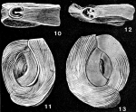 Massilinoides hancocki McCulloch, 1977