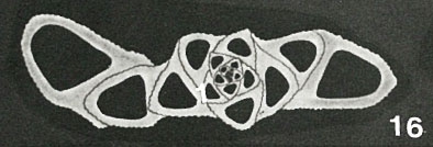Heterillina guespellensis Schlumberger, 1905 Heterillina guespellensis Schlumberger, 1905