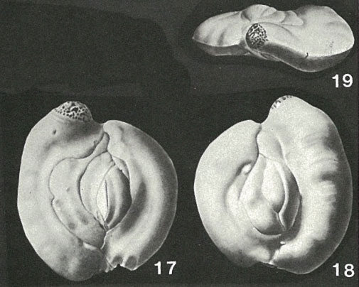 Heterillina guespellensis Schlumberger, 1905 Heterillina guespellensis Schlumberger, 1905