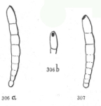 Dentalinoides canulina Marie, 1941