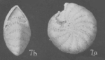 Elphidium smithi Cushman & Dusenbury, 1934