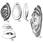 Biloculina fragilis Hofker, 1927