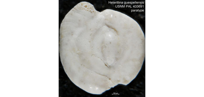 Heterillina guespellensis Schlumberger, 1905 Heterillina guespellensis Schlumberger, 1905