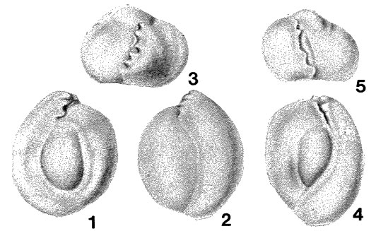 Crenatella mira Łuczkowska, 1972 Crenatella mira Łuczkowska, 1972
