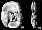 Lorettaoides cartagoensis McCulloch, 1977
