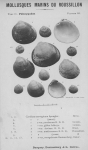 Mollusca (molluscs)