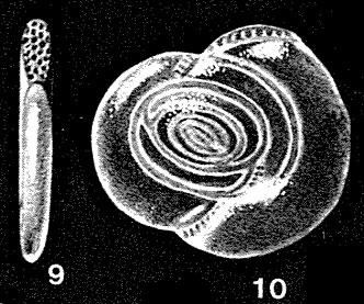 Parahauerinoides complanatiformis McCulloch, 1977 Parahauerinoides complanatiformis McCulloch, 1977