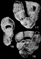 Sissonia sanbenitoensis McCulloch, 1977, author: Le Coze, Franis
