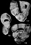 Sissonia sanbenitoensis McCulloch, 1977