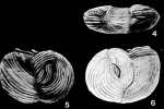 Steigerina bubnanensis McCulloch, 1977