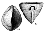 Triloculinellus politus Saidova, 1975
