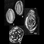 Sigmoilina ovata Sidebottom, 1904