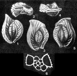 Longiapertina varistriata Seiglie & Bermúdez, 1966
