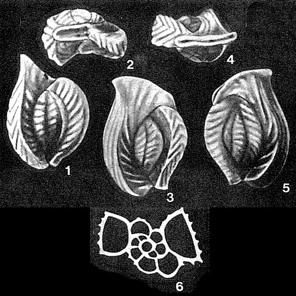 Longiapertina varistriata Seiglie & Bermúdez, 1966 Longiapertina varistriata Seiglie & Bermúdez, 1966