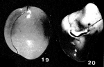 Sigmoinella borealis Saidova, 1975
