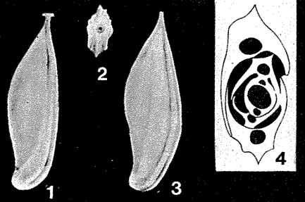 Pseudosigmoilina minuta S.Y. Zheng, 1979 Pseudosigmoilina minuta S.Y. Zheng, 1979