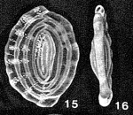 Anchihauerina delicatissima McCulloch, 1977