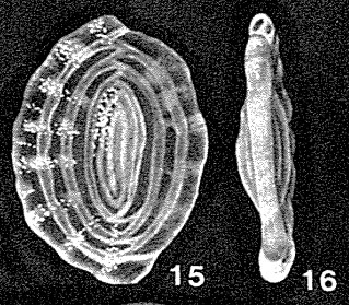 Anchihauerina delicatissima McCulloch, 1977 Anchihauerina delicatissima McCulloch, 1977
