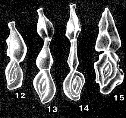 Rectomassilina triangularis Seiglie, 1964 Rectomassilina triangularis Seiglie, 1964