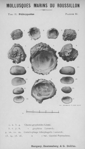 Bucquoy et al. (1887-1898, pl. 50)