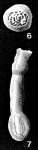 Poroarticulina glabra Cushman, 1944