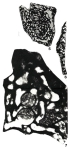 Kanakaia marianensis Hanzawa, 1957
