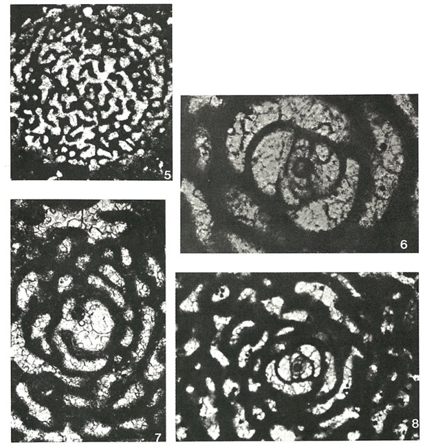 Keramosphaera allobrogensis Steinhauser, Brönnimann & Kahn-Zan., 1969 Keramosphaera allobrogensis Steinhauser, Brönnimann & Kahn-Zan., 1969