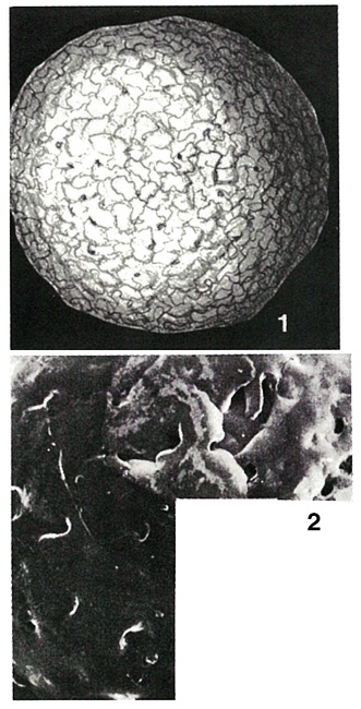 Keramosphaera murrayi Brady, 1882 Keramosphaera murrayi Brady, 1882