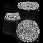 Lacazina compressa (d'Orbigny, 1850)