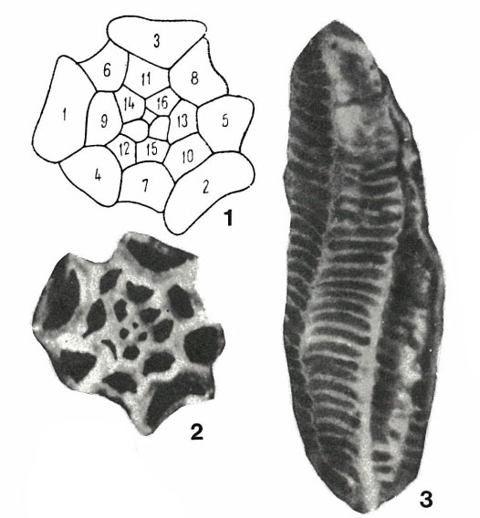 Brebina transylvanica Barbu, 1965 Brebina transylvanica Barbu, 1965
