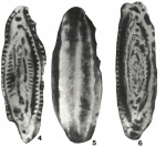 Brebina transylvanica Barbu, 1965