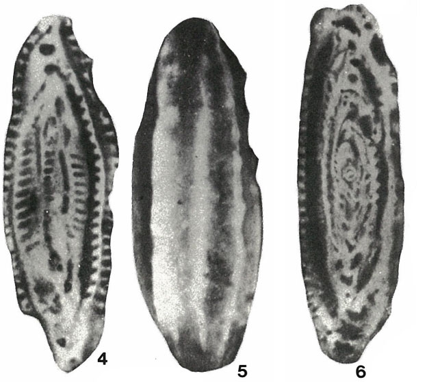 Brebina transylvanica Barbu, 1965 Brebina transylvanica Barbu, 1965