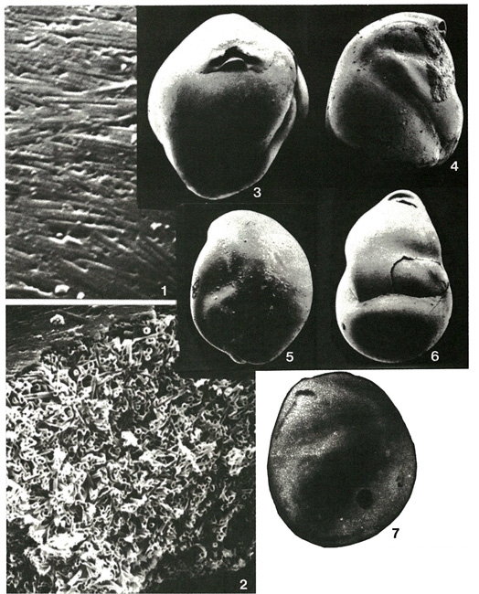 Miliammellus legis Saidova & Burmistrova, 1978 Miliammellus legis Saidova & Burmistrova, 1978