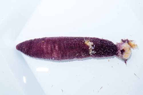 Euthyonidiella arenicola from Labrador Euthyonidiella arenicola from Labrador