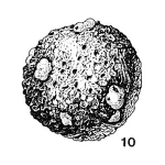 Chromista - Foraminifera (foraminifers)