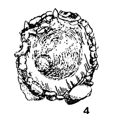 Amphifenestrella wiesneri Rhumbler, 1935 Amphifenestrella wiesneri Rhumbler, 1935