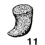 Ceratammina cornucopia Ireland, 1939, author: Le Coze, François