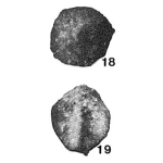 Sorosphaera cooperensis Conkin, Conkin & Canis, 1968