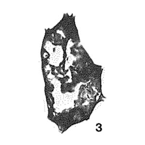 Ordovicina oligostoma Eisenack, 1938 Ordovicina oligostoma Eisenack, 1938